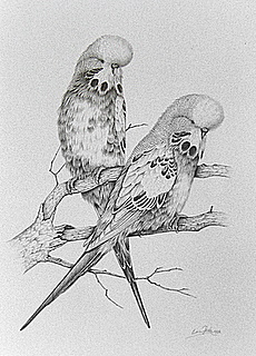 Pencil Budgies WALES
