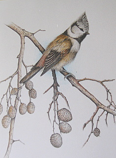 Pencil Crested Tit Ireland