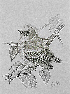 Pencil Wales
