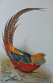 Original Pheasant Newton