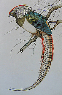 Original Pheasant facing left Newton