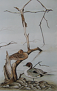 Original Pintails Cumbria England