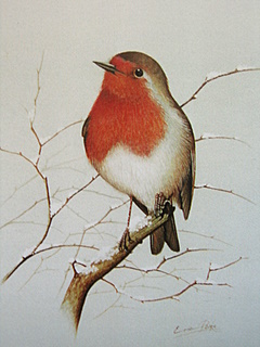 Robin