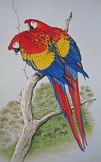 ScarletMacaws