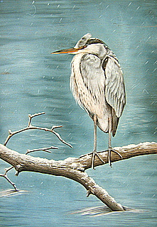 Original Snowy Heron N Wales