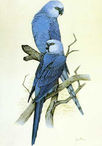 Spix