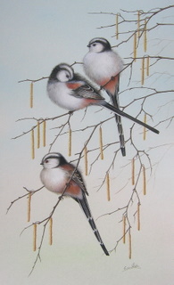 SpringtimeLong-tailsLong-tailedTits