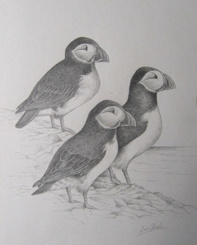 Trio_of_Puffins_Original_Pencil_2014