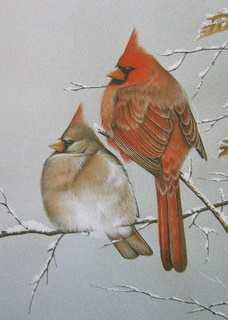 Original Virginia Cardinals S Carolina