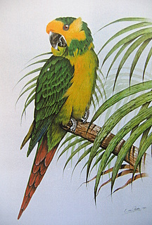 Yel Eared Conure